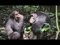 Download Lagu Uganda 2025, Chimpanzee Trecking Kibale Forest National Park