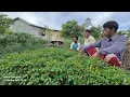 Download Lagu DISKUSI SERIUS PETANI RANTAU \u0026 TRANSMIGRASI DI PERMUKIMAN SEPUNGGUR BULUNGAN, KALIMANTAN UTARA