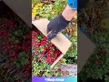 Download Lagu That Berry Scoop is GENIUS! 🤯 I Need One! #berry #gadget #harvest #diy
