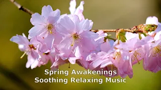 Download Beautiful relaxation music for stress relief, study, or work | Original music | Spring Awakenings MP3
