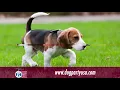 Kennels in Springdale AR details at YellowPages com