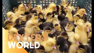 100 DUCK EGGS ARE HATCHING! 🐣🦆 We’re Bringing Duck Farming BACK! | Dexter’s World Farm