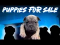 6 Week Old Micro Bully Puppies For Sale at Great Prices