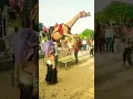 #camel #rajasthanidjsong #animalshorts #rajasthanidance #trendingshorts