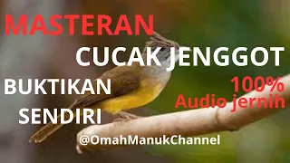 Download Masteran Cucak Jenggot ! 100% Audio Jernih ! BUKTIKAN SENDIRI !!! MP3