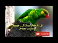 Download Lagu Suara Jernih Burung Nuri Hijau / Perkici untuk Pikat dan Pancingan