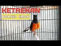 Download Lagu KETREKAN EMOSI MURAI BORNEO AMPUH BIKIN LAWAN TERPANCING GACOR NGEPLONG SKETIKA