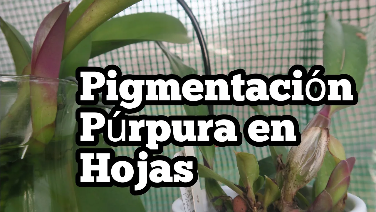 PIGMENTACION PURPURA EN LAS HOJAS DE TUS ORQUÍDEAS PORQUE?