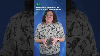 When Your Stomach Can T Dissolve It Coke Can Shorts Science SciShow 