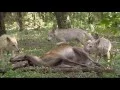 Download Lagu Animals Like Us : Animal Emotions - Wildlife Documentary