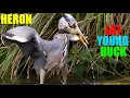 Large heron can eat a sizable young duck while smaller avian animals dine on small duckling portions