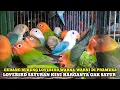 Lagu LOVEBIRD SAYURAN HARGA BUKAN SAYUR!!CEK HARGA BURUNG LOVEBIRD,PARKIT,FALK DIKIOS KASMIN