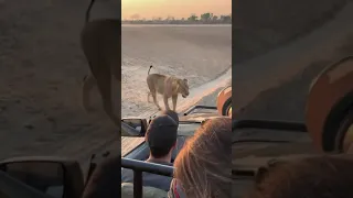 شاهد اللبوه كيف مرت من السياره Shorts 