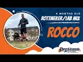 Rocco 6 Month Old Rottweiler and Lab Mix Off Leash K9 Basic Obedience Dog Training NOVA