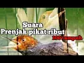 Download Lagu suara pikat prenjak ribut paling banyak dicari dan ampuh //buktikan