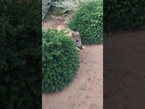 wild boar in Tangier 🇲🇦 خنزير بري في طنجة #shorts