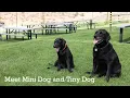 Yakima Valley Office Pets Meet Mini Dog and Tiny Dog from Cowiche Creek Brewing