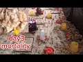 Download Lagu BROODING 700 layers chicks day 3, lights off and more mortality why???