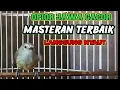 Download Lagu pancingan opior jawa gacor untuk opior bahan dan opior malas bunyi langsung nyaut