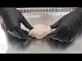 Sheep Brain Dissection