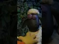 Download Lagu Shaun the Sheep 🐑 Night Antics  - Cartoons for Kids 🐑 Full Episodes Compilation [1 hour]