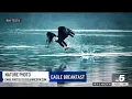 Nature Photo Royse City bald eagle s breakfast NBCDFW