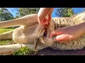 Go Inside a Kangaroo Pouch - Baby Kangaroo