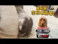 Download Lagu 【日本動物】跟日本水獺一起露營!首次露營就在日本?麵麻4歲生日!台日烤肉差別?水獺車上爆氣?水獺日常!【寵物旅行】【從零開始養】