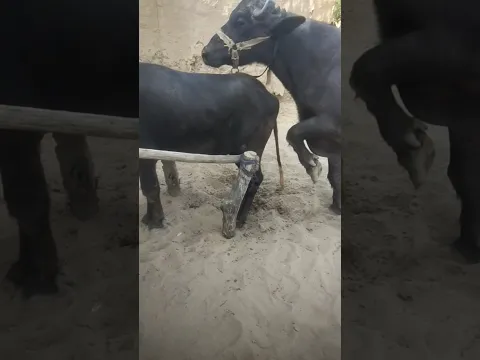 #Buffalo_BuLL #wild_animall #gorkhana #wilddog #wildlife #murra_caff #best_murra #crosing #meting