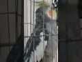 My cockatiel at 12 PM pt 2