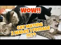 Proses Kucing Kawin 2 Pejantan 1 Betina (Cats Mating Process 2 Males 1 Female)