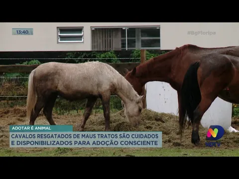 Adotar é Animal: cavalos resgatados de maus tratos são cuidados e disponibilizados para adoção