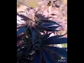 2021 Bubba s Gift Outdoor Weed Grow 4 of 4