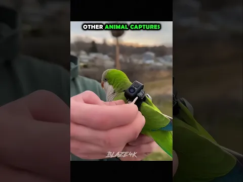 Normal Captures V/S King of Animal Captures