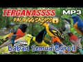 Download Lagu MP3 Pikat Burcil Paling Ganass sudah terbukti 💯% Ampuhh