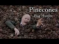 Pinecones