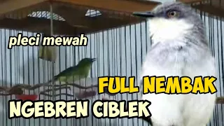 tembakan pleci ini bikin semuanya ingin punya materi pleci ngebren ciblek seperti ini