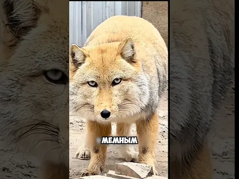 А у вас есть знакомые, похожие на тибетских лисиц? 🦊 #животные #милыеживотные