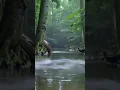 Download Lagu Anaconda Raksasa Terlihat di Danau Amazon! 😱🐍 | Pertemuan di Hutan Asli