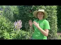 Why You Should Plant Culver s Root