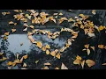 A program that calculates your love score This is IT Python Project