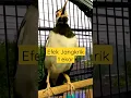 Download Lagu [asmr] Merawat Jalak Suren Agar Cepat Gacor Dengan Pakan Berprotein. Dan Juga... #jalaksurengacor