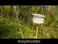 Download Lagu Budidaya Lebah Cerana dan Lanceng (trigona) di Lereng Selatan Gunung Slamet