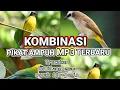 Download Lagu Pikat Ampuh Kombinasi Cucak ijo jomin Trucukan kutilang emas 100% Ampuh