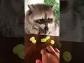 Download Lagu Raccoon vs Grapes