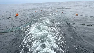 கன்னியாகுமரி கடலில் இழுவையில் பிடித்த மீன்கள்/TRALLNET FISHING AT KANYAKUMARI SEA