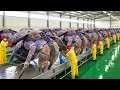 Lagu Inside the Birgus Latro Industry - How Giant Crabs Are Processed Into Heavy-Duty Clamps