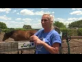 Verify Is a San Antonio ranch offering horse hunting