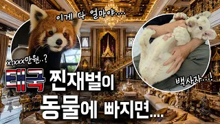 끝판왕 재벌이 동물원을 차리면 생기는일. 기린 200마리 얼룩말 400마리..말이 안됩니다