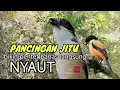 Download Lagu Suara Cendet Gacor Toet toet Paling Ampuh Untuk Merangsang Cendet Lain Agar Nyaut Emosi
